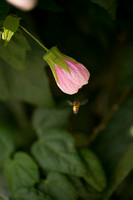 JoyandLovePhotography-371