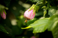 JoyandLovePhotography-373