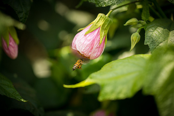 JoyandLovePhotography-373