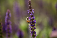 JoyandLovePhotography-366