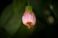 JoyandLovePhotography-372
