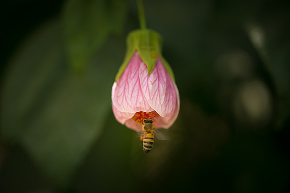 JoyandLovePhotography-372