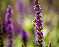 JoyandLovePhotography-365