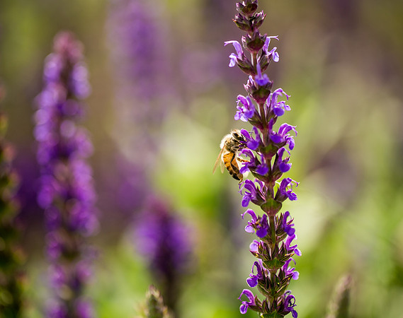 JoyandLovePhotography-365