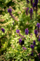 JoyandLovePhotography-370