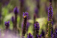 JoyandLovePhotography-369