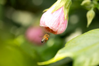 JoyandLovePhotography-375
