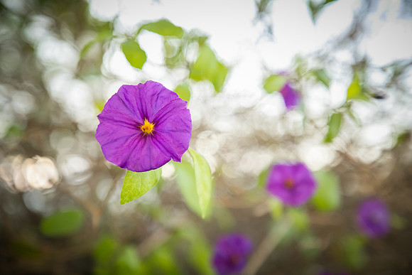JOYAndLOVEphotography-419